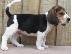 PoulaTo: Beagle κουτάβια